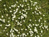 Sagina glabra 1, Saxifraga-Jan van der Straaten