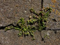 Sagina maritima 9, Zeevetmuur, Saxifraga-Ed Stikvoort