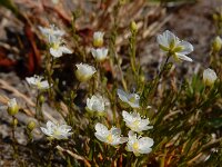 Sagina nodosa 23, Sierlijke vetmuur, Saxifraga-Ed Stikvoort
