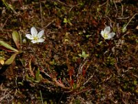 Sagina nodosa 24, Sierlijke vetmuur, Saxifraga-Ed Stikvoort