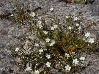 Sagina nodosa 26, Sierlijke vetmuur, Saxifraga-Ed Stikvoort