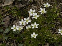 Sagina pilifera 1, Saxifraga-Jan van der Straaten