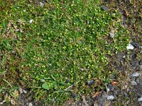 Sagina procumbens 1, Liggende vetmuur, Saxifraga-Ed Stikvoort