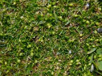 Sagina procumbens 2, Liggende vetmuur, Saxifraga-Ed Stikvoort