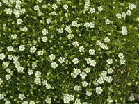 Sagina subulata 1, Priemvetmuur, Saxifraga-Jan van der Straaten