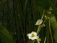 Sagittaria latifolia 8, Breed pijlkruid, Saxifraga-Jan van der Straaten