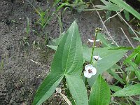 Sagittaria sagittifolia, Arrowhead