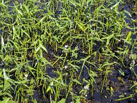 Ditch full of Arrowhead (Sagittaria sagittifolia)  Ditch full of Arrowhead (Sagittaria sagittifolia) : ditch, Arrowhead, Sagittaria sagittifolia, plant, water plant, marsh plant, leaf, leaves, flower, flowers, flora, floral, botany, nature, natural, water, green, white, vascular plant, flowering, in flower, in bloom, blooming, many, outside, outdoor, outdoors, no people, nobody, rural, summer, summertime