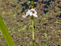 Sagittaria sagittifolia 2, Pijlkruid, Saxifraga-Jan Nijendijk
