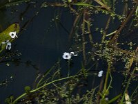 Sagittaria sagittifolia 22, Pijlkruid, Saxifraga-Jan van der Straaten