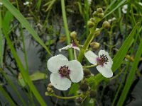 Sagittaria sagittifolia 31, Pijlkruid, Saxifraga-Ed Stikvoort