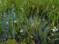 Sagittaria sagittifolia 32, Pijlkruid, Saxifraga-Ed Stikvoort