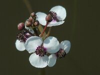 Sagittaria sagittifolia 33, Pijlkruid, Saxifraga-Ed Stikvoort