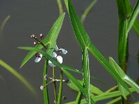 Sagittaria sagittifolia 35, Pijlkruid, Saxifraga-Ed Stikvoort