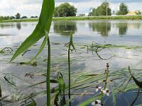 Sagittaria sagittifolia 4, Pijlkruid, Saxifraga-Rutger Barendse