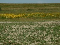 Salicornia europaea 1, Kortarige zeekraal, Saxifraga-Willem van Kruijsbergen