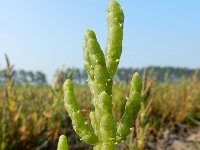 Salicornia europaea 40, Kortarige zeekraal, Saxifraga-Ed Stikvoort