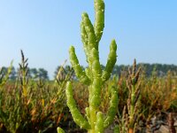 Salicornia europaea 41, Kortarige zeekraal, Saxifraga-Ed Stikvoort