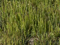 Salicornia europaea 46, Kortarige zeekraal, Saxifraga-Willem van Kruijsbergen