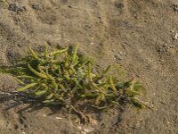 Salicornia europaea 9, Kortarige zeekraal, Saxifraga-Jan van der Straaten