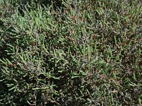 Salicornia fruticosa