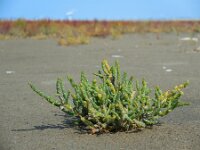 Salicornia procumbens 18, Langarige zeekraal, Saxifraga-Ed Stikvoort