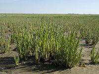 Salicornia procumbens 3, Langarige zeekraal, Saxifraga-Jan van der Straaten