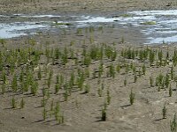 Salicornia procumbens 4, Langarige zeekraal, Saxifraga-Jan van der Straaten