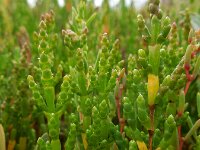 Salicornia pusilla 8, Eenbloemige zeekraal, Saxifraga-Ed Stikvoort