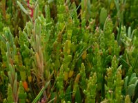 Salicornia pusilla 9, Eenbloemige zeekraal, Saxifraga-Ed Stikvoort