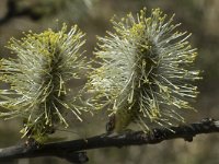 Salix appendiculata