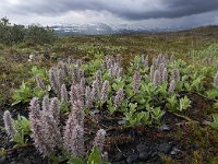 Salix arctica