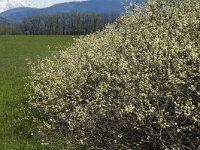 Salix aurita, Eared Willow