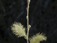 Salix aurita 3, Geoorde wilg, Saxifraga-Marijke Verhagen