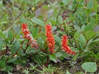 Salix bebbiana 1, Saxifraga-Jeroen Willemsen