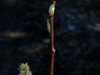 Salix breviserrata 2, Saxifraga-Marijke Verhagen