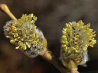 Salix caprea, Goat Willow