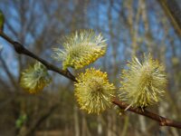 Salix caprea 14, Boswilg, Saxifraga-Ed Stikvoort
