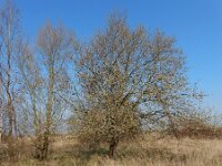 Salix caprea 16, Boswilg, Saxifraga-Ed Stikvoort
