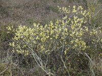 Salix caprea 18, Boswilg, Saxifraga-Ed Stikvoort