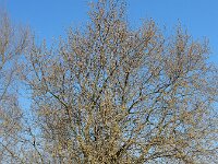 Salix caprea 19, Boswilg, Saxifraga-Ed Stikvoort