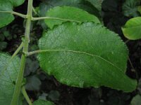 Salix caprea 6, Boswilg, Saxifraga-Rutger Barendse