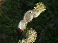 Salix cinerea, Large Gray Willow