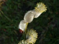 Salix cinerea, Large Gray Willow