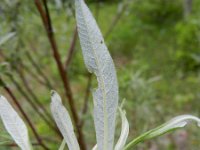 Salix elaeagnus