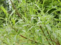 Salix elaeagnus 2, Saxifraga-Rutger Barendse