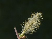 Salix foetida, Fishy Willow
