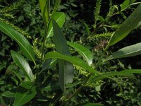 Salix fragilis, Crack Willow