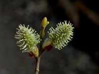Salix hastata, Apple-leaved Willow