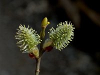 Salix hastata 1, Saxifraga-Jan van der Straaten